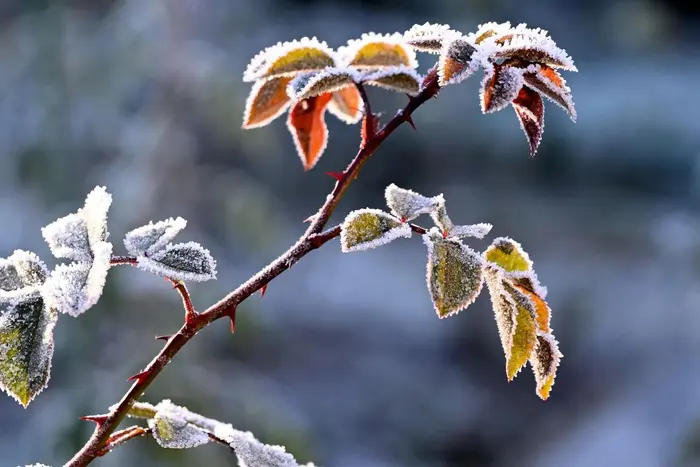 Frosts in several regions of Ukraine