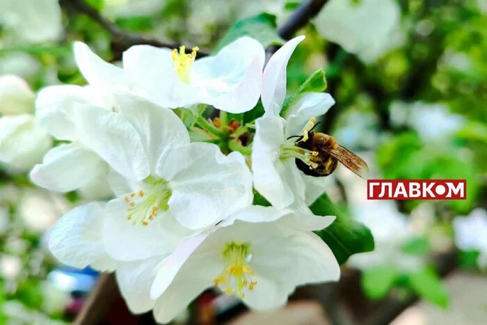 In der Ukraine bewölkt: Wettervorhersage für den 6. Mai