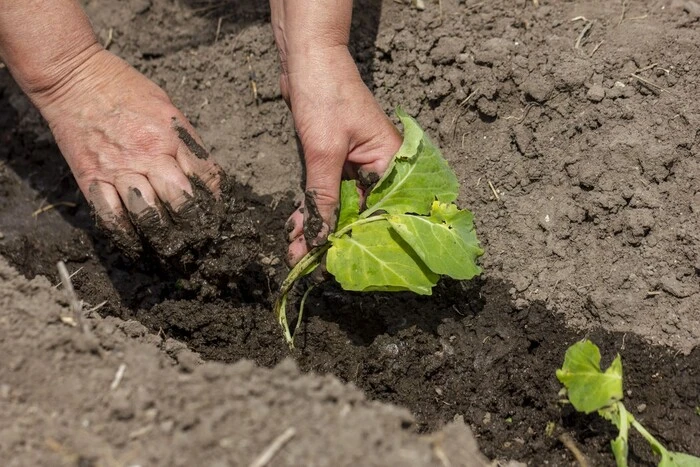 Mondkalender für die Aussaat im Juni 2025: Zeitraum des intensiven Wachstums im Garten und im Gemüsebeet