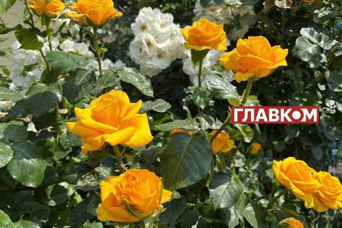 В Украине переменная облачность и кратковременные дожди: погода на 11 июня