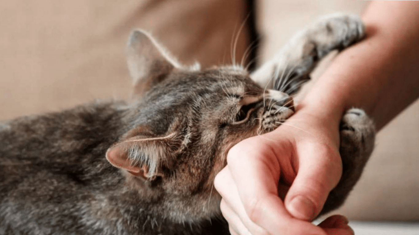 Man Beat Neighbor Over Kitten - How the Court Punished Him