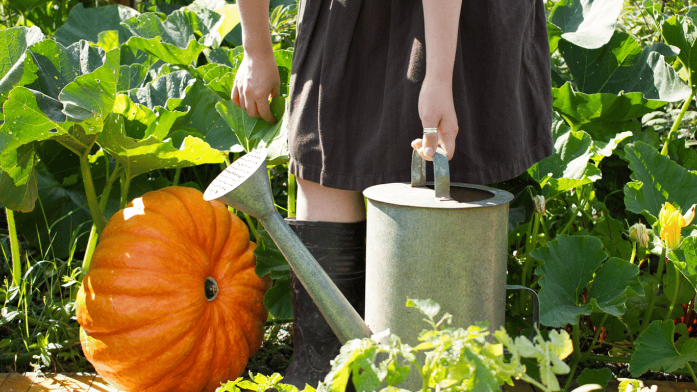 Never water pumpkins like this; otherwise, you will be left without a harvest
