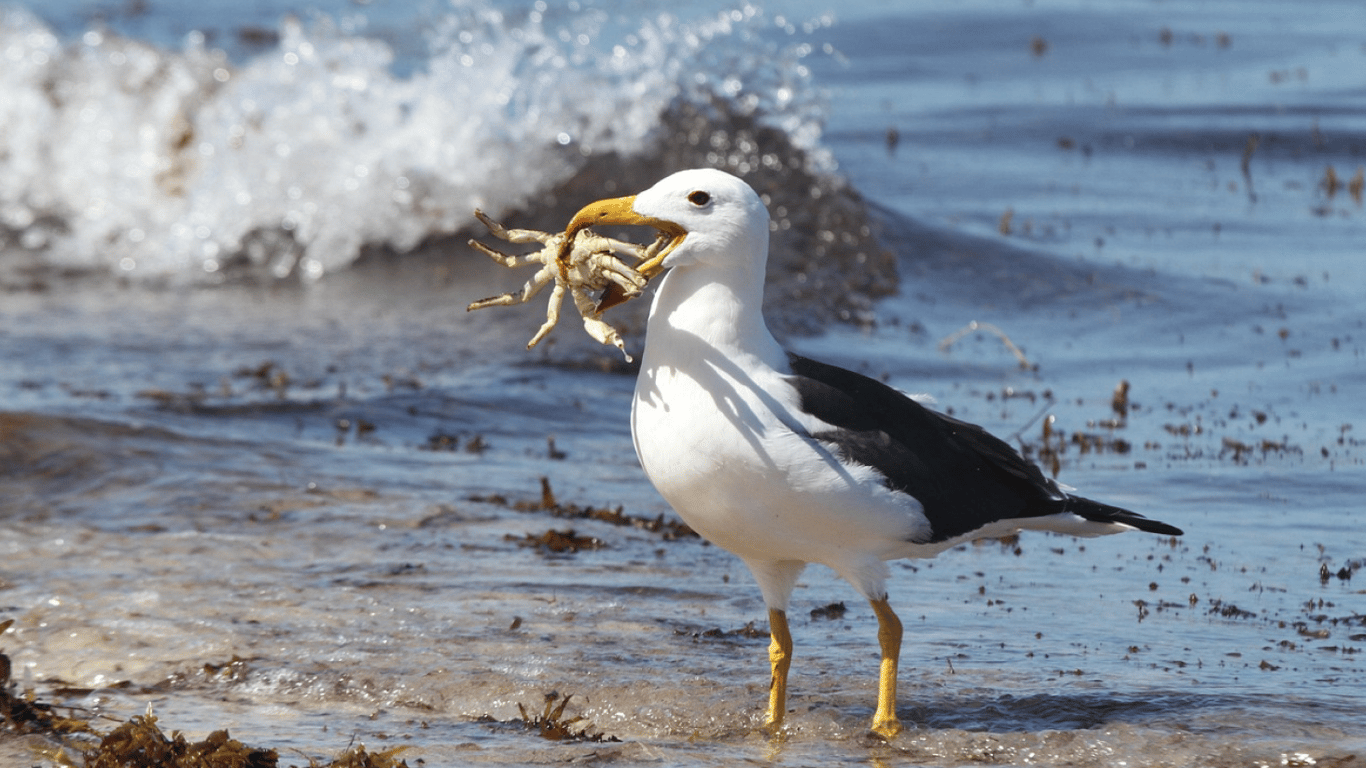 American crabs are already breeding near Odesa - is there a danger